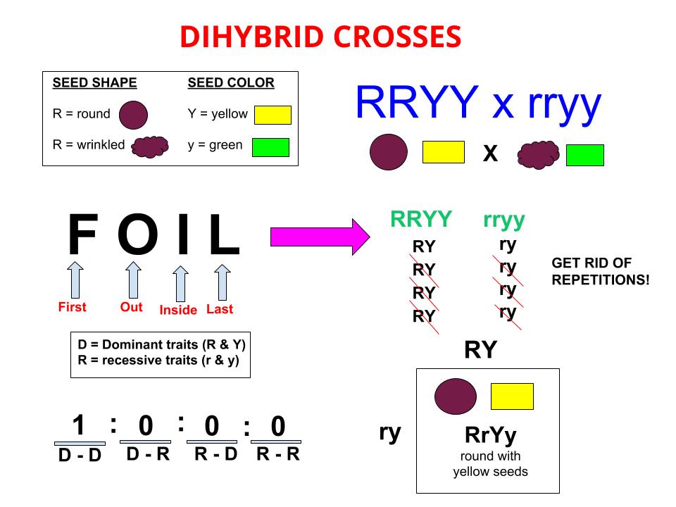 Dihybrid Cross