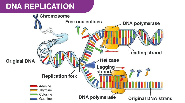 DNA Replication Definition Steps Diagram DNA Replication Definition Steps Diagram