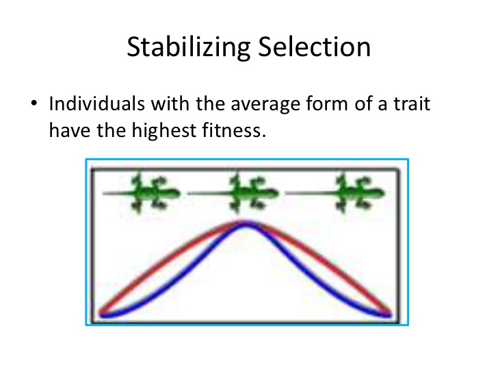Stabilizing Selection