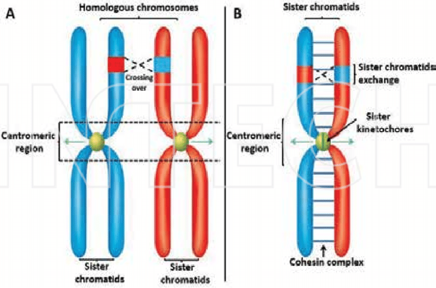 Homologous Chromosomes