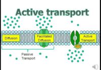 active transport definition