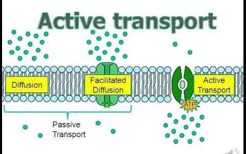 active transport definition