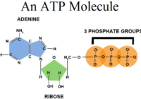 Adenosine triphosphate ATP