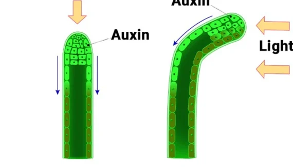 Auxin Functions