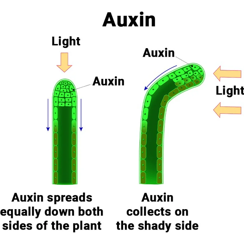 Auxin Functions