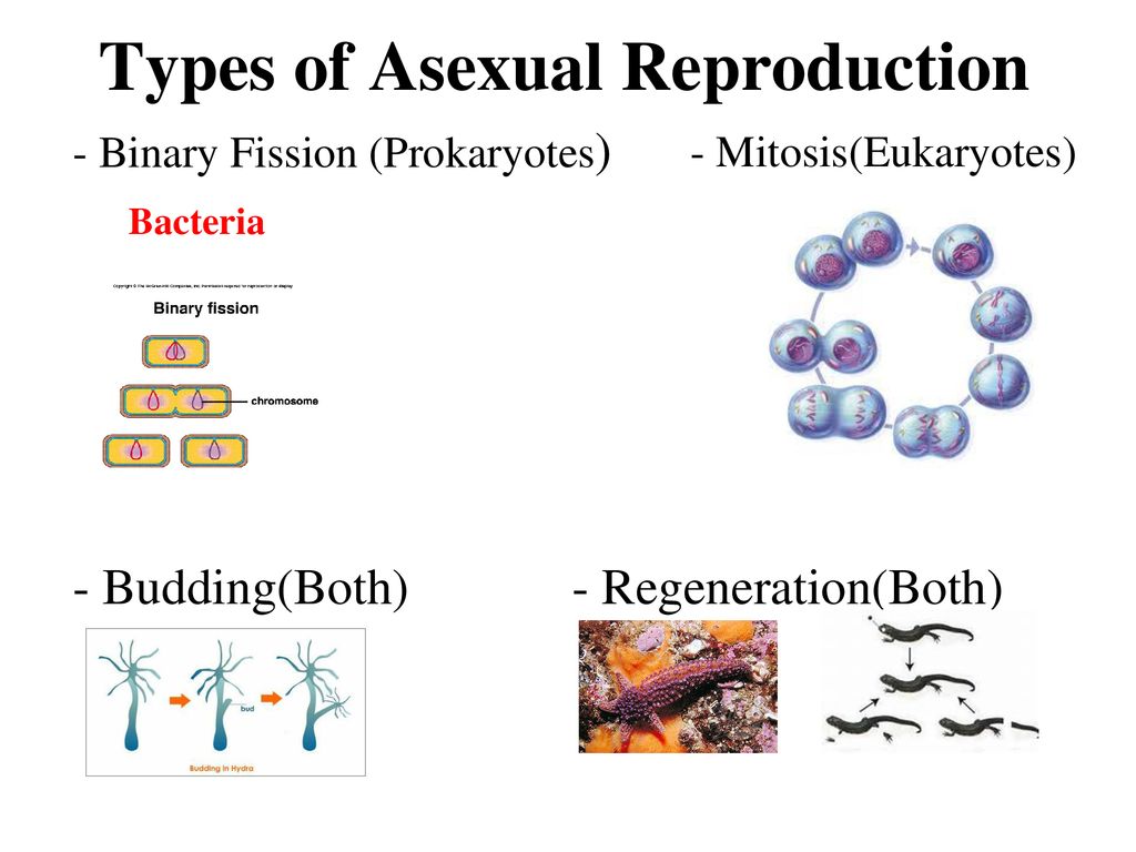 What Is Asexual Reproduction In Plants And Animals At Marcie White Blog