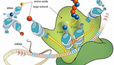 Ribosomal RNA