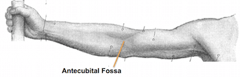 Antecubital Fossa